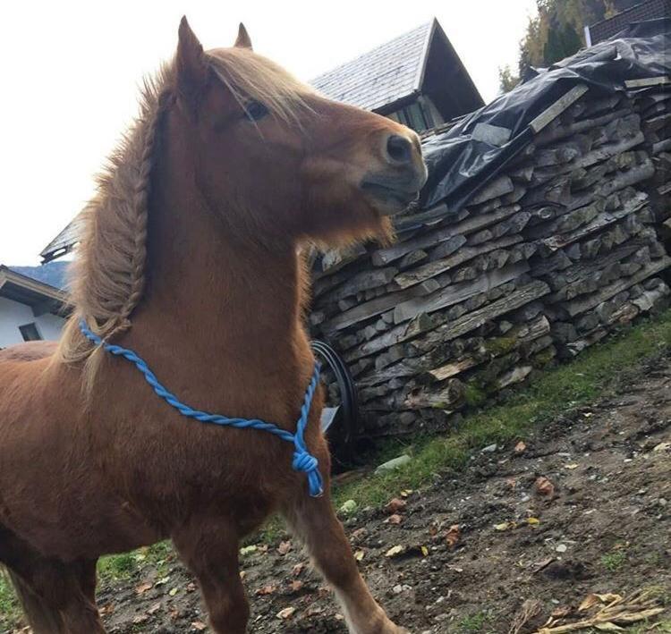 ホテル Hettlerhof マイスホーフェン エクステリア 写真